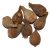 ethiopian-cardamom-plant