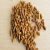 fenugreek-seed