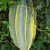 fluted-pumpkin