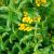 fresh-tarragon