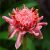 ginger-flower-benefits