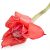 ginger-flower-medicinal-value
