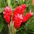 ginger-flower-nutritional-value