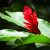 ginger-flower-plant