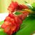ginger-flower-properties