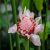 ginger-flower-uses