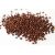 grains-of-paradise-growth