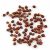 grains-of-paradise-plant