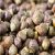 grains-of-paradise-uses