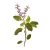 holy-basil-benefits