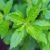 holy-basil-leaves