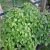holy-basil-meditional-value