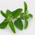 holy-basil-plant