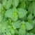 holy-basil-traditional-value