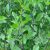 holy-basil-uses