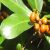 karuka-leaves-properties