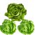 butter-lettuce