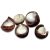 macadamia-nutritional-information
