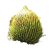 monkey-puzzle-nut-source