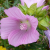 musk-mallow-seeds