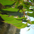 olida-plant