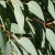 olida-leaves