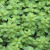 oregano-plant