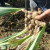 orris-root-rhizomes