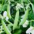 pea-consumption