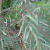 peppermint-gum-leaves-plant