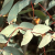 peppermint-gum-leaves-tree