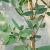 peppermint-gum-leaves-oil