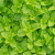 peppermint-plant