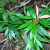 quassia-plant