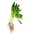 ramp-supports-brain-function