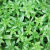 rice-paddy-herb-plant