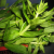 rice-paddy-herb