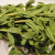 rice-paddy