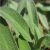 sage-plant