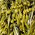seaweed