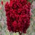 sumac-plant