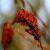 sumac-seeds