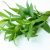 tarragon