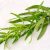 tarragon-fresh