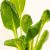 tatsoi-health-benefits