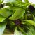 thai-basil
