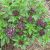 thai-basil-seeds
