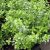 thyme