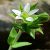 thyme-leaf