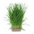 wheat-grass-cultivation